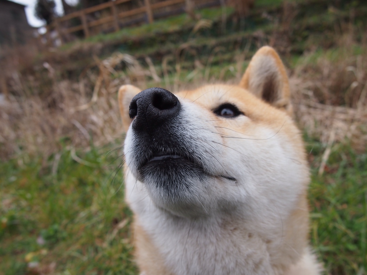 霍勒迪进攻端无解轰下35分，独行侠主场终结马刺三连胜
