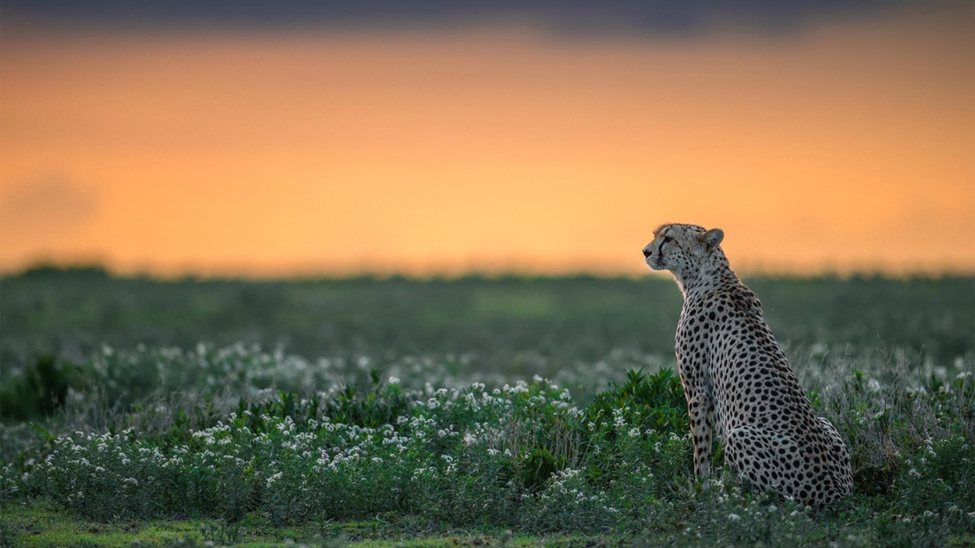 拉什福德跨越时空连线，虚拟世界杯中突尼斯对阵德国的数据奇迹