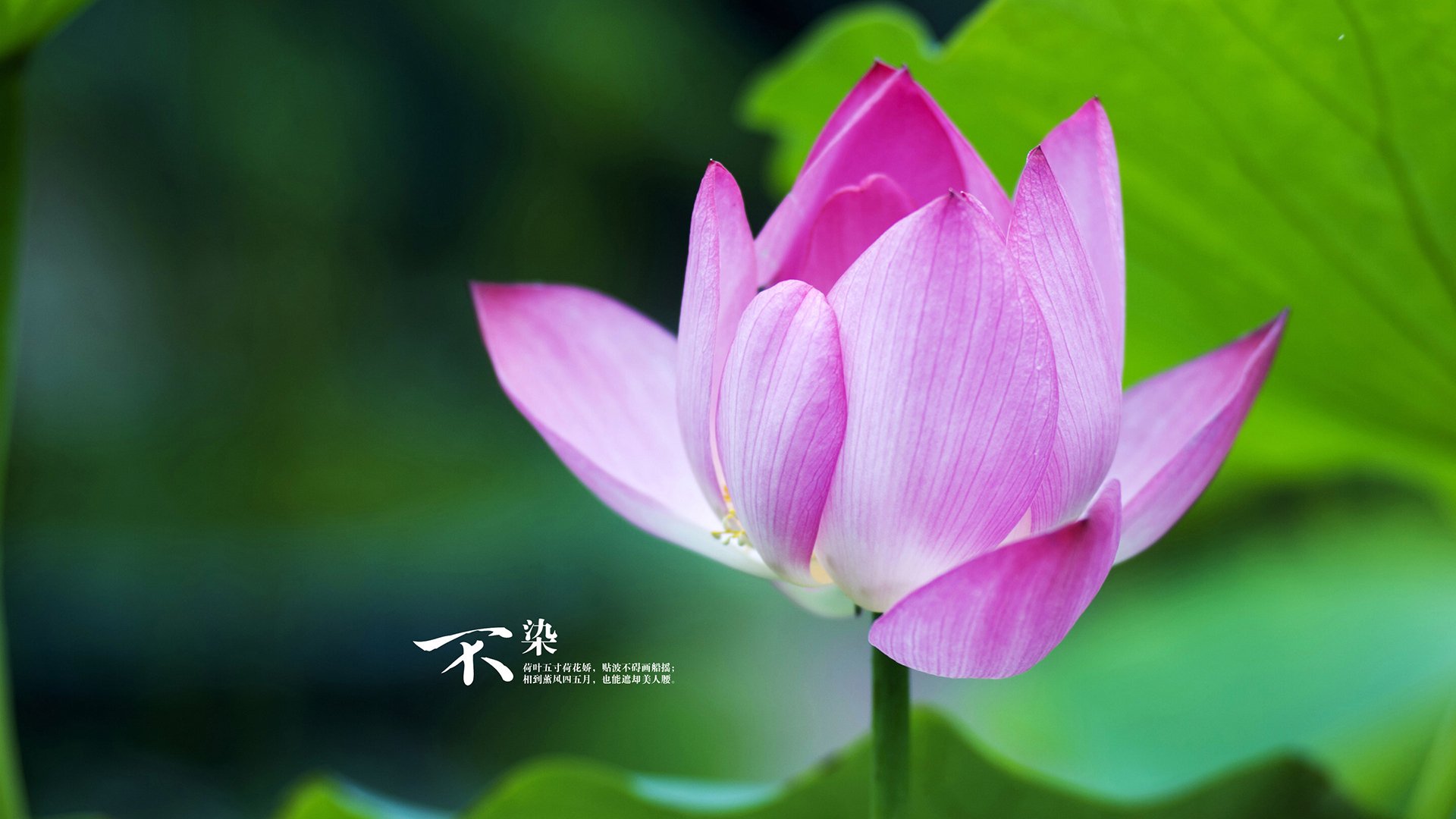 加克波帽子戏法闪耀友谊赛,国际米兰3-2险胜安哥拉国家队