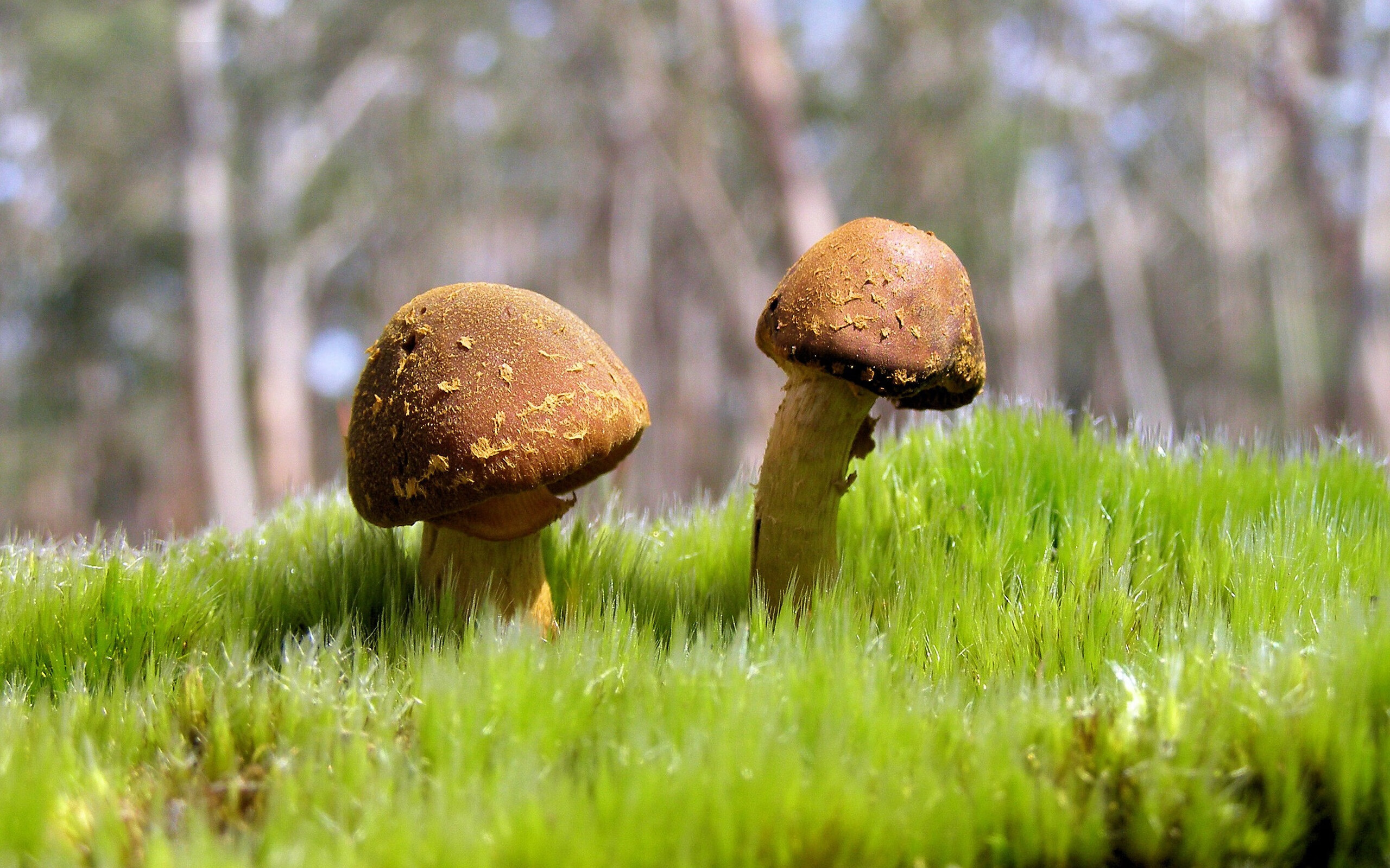 数据核爆难敌钢铁洪流，库里的孤星闪耀与凯尔特人的胜利方程式