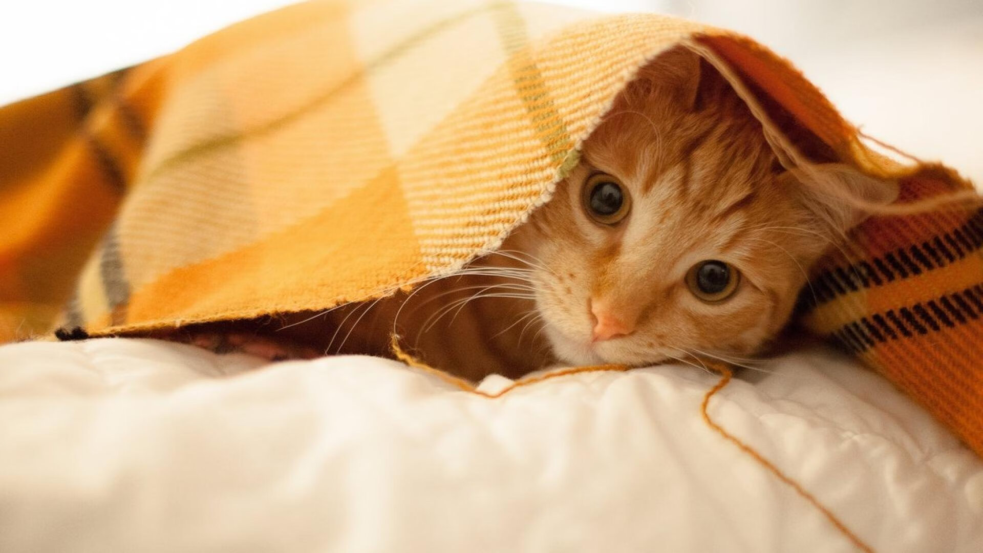 单节定乾坤,广厦三节风暴击溃吉林,压力之下保罗化身关键先生