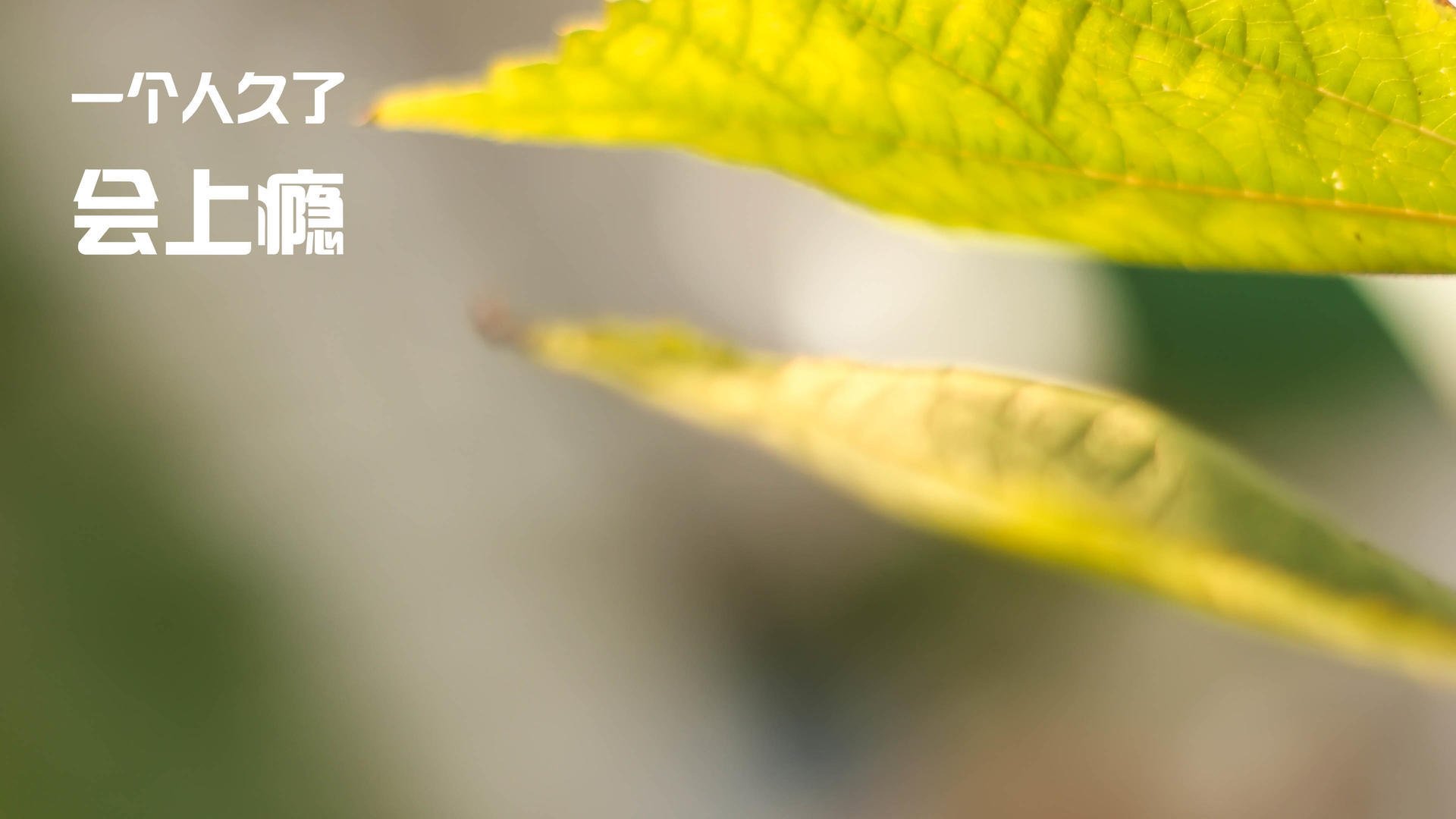 独行的王者，孙兴慜爆发与阿根廷淘汰赛过关土耳其的足球镜像