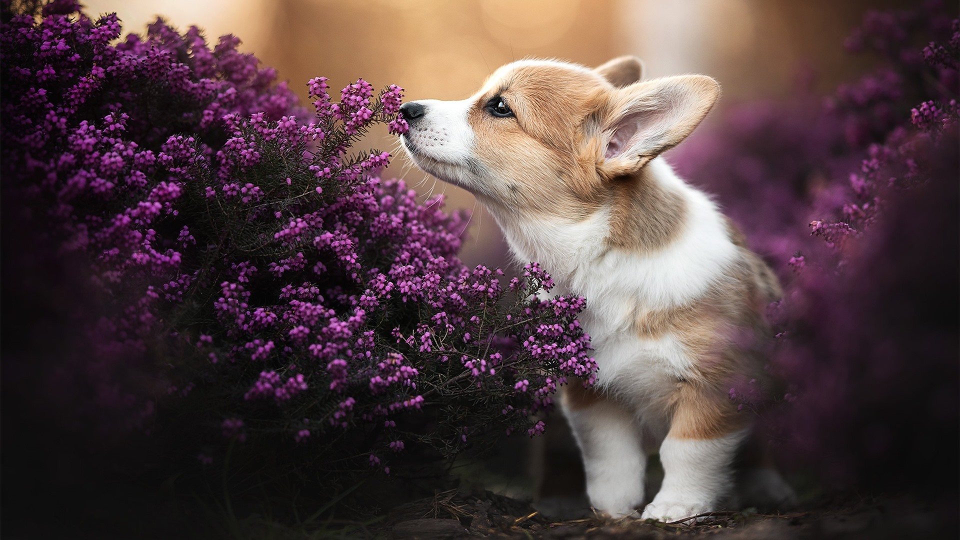 从马拉喀什到贝加莫，阿克一球成名，北非旋风席卷亚平宁