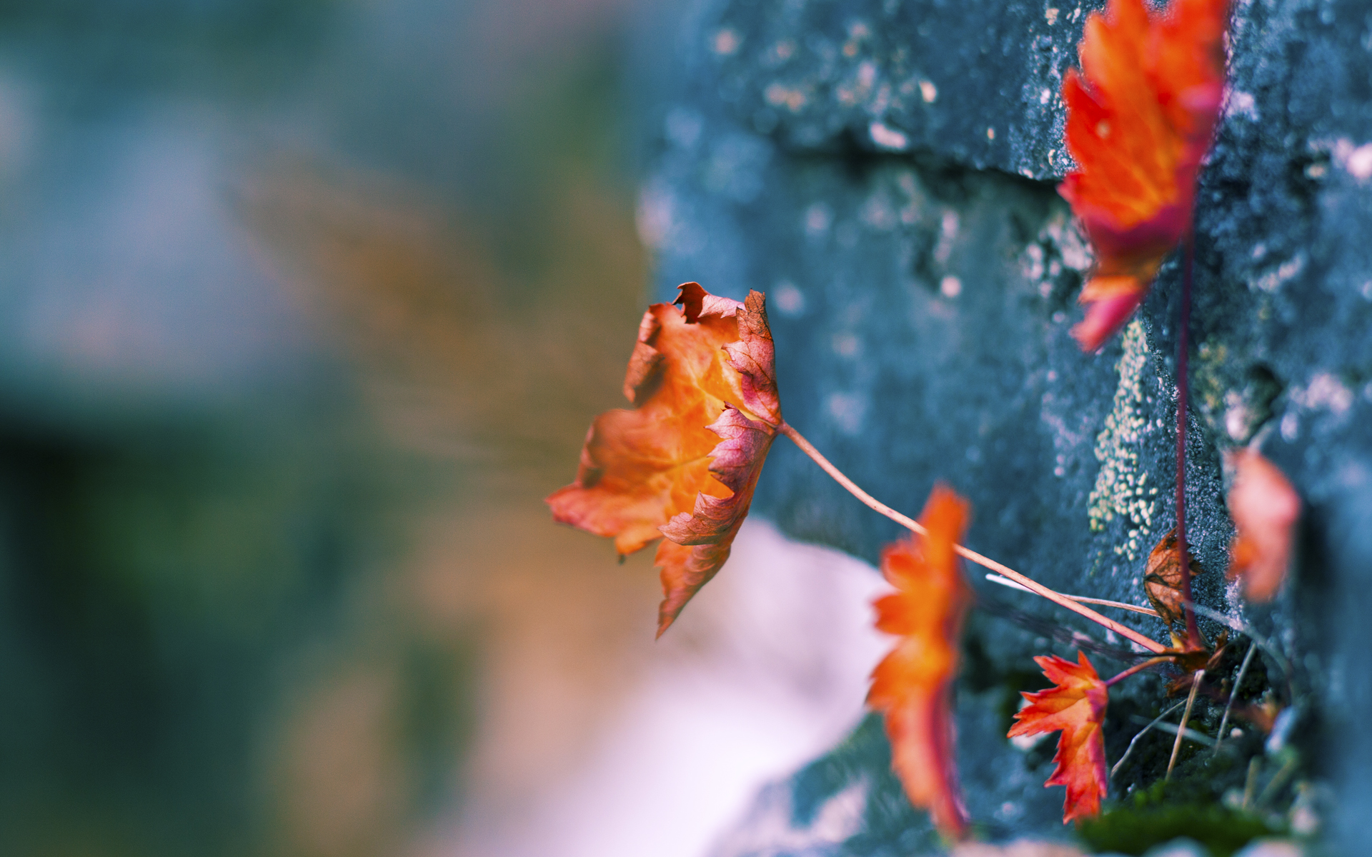 绿茵预言，当美加墨之夜注定刻下欧文之名