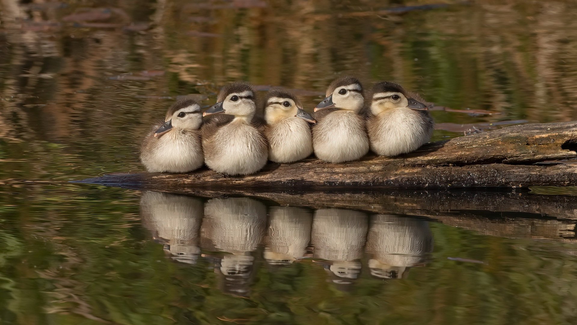时空交错的绿茵诗篇，当阿拉巴的爆发点燃比利时绝杀马竞的夜晚
