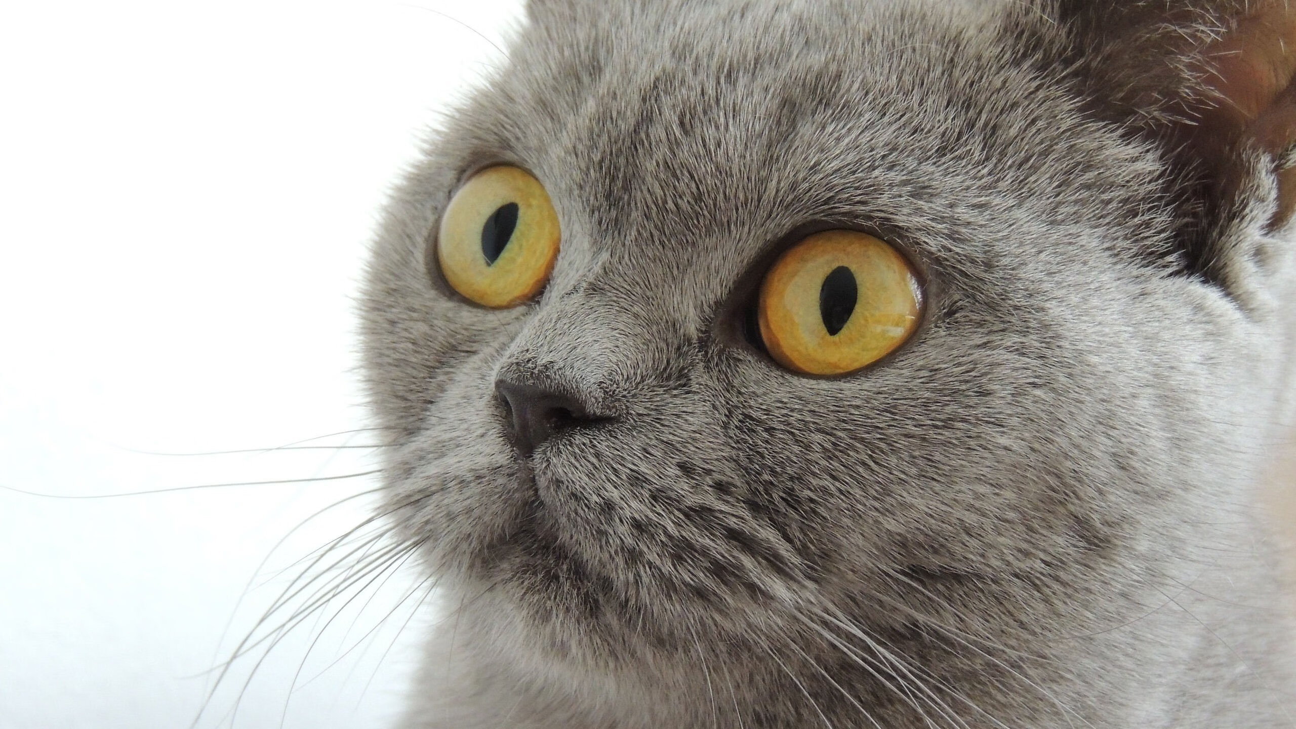 从克莱到掘金,教科书级表现的两种诠释