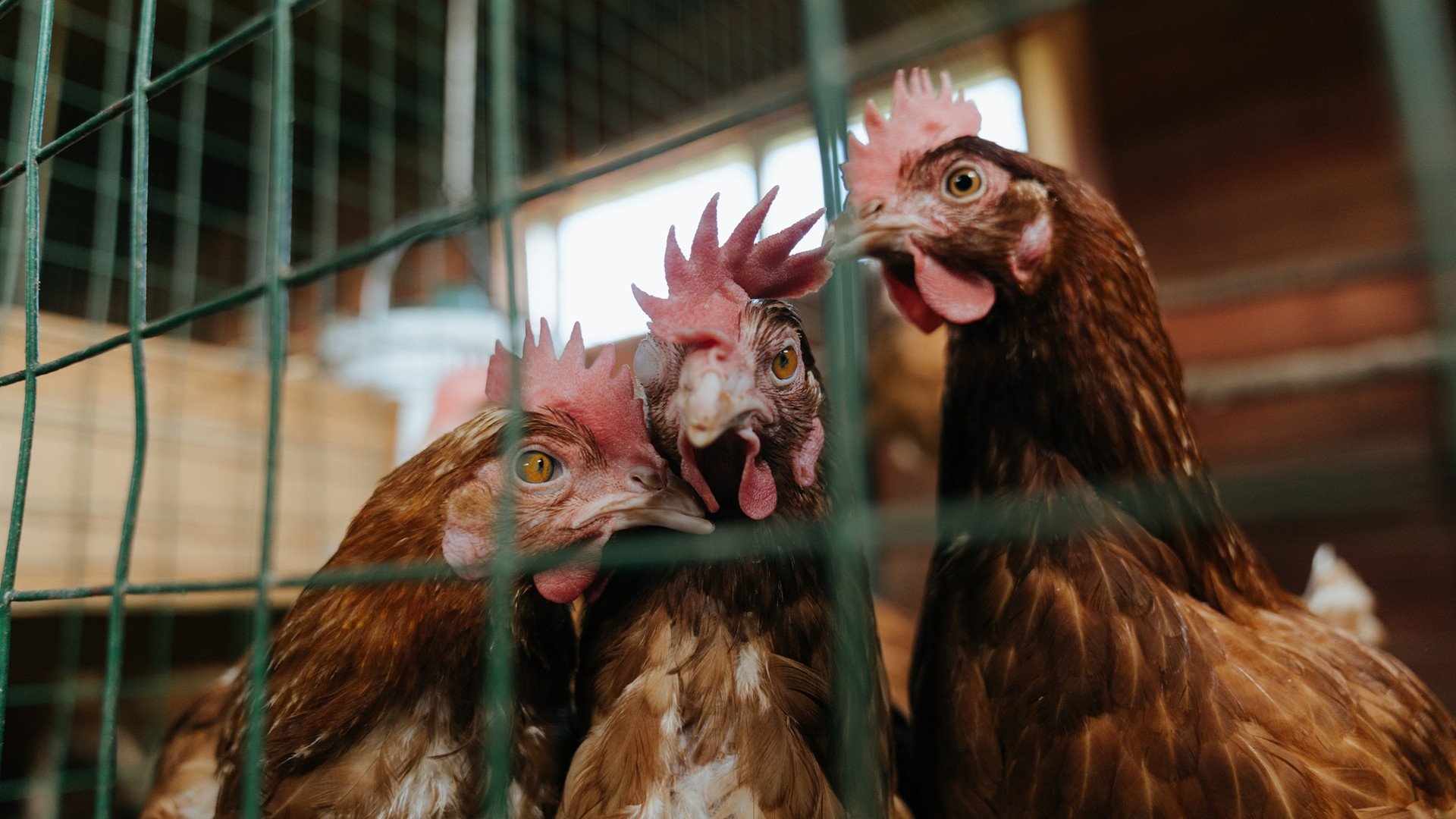 从克莱到掘金,教科书级表现的两种诠释