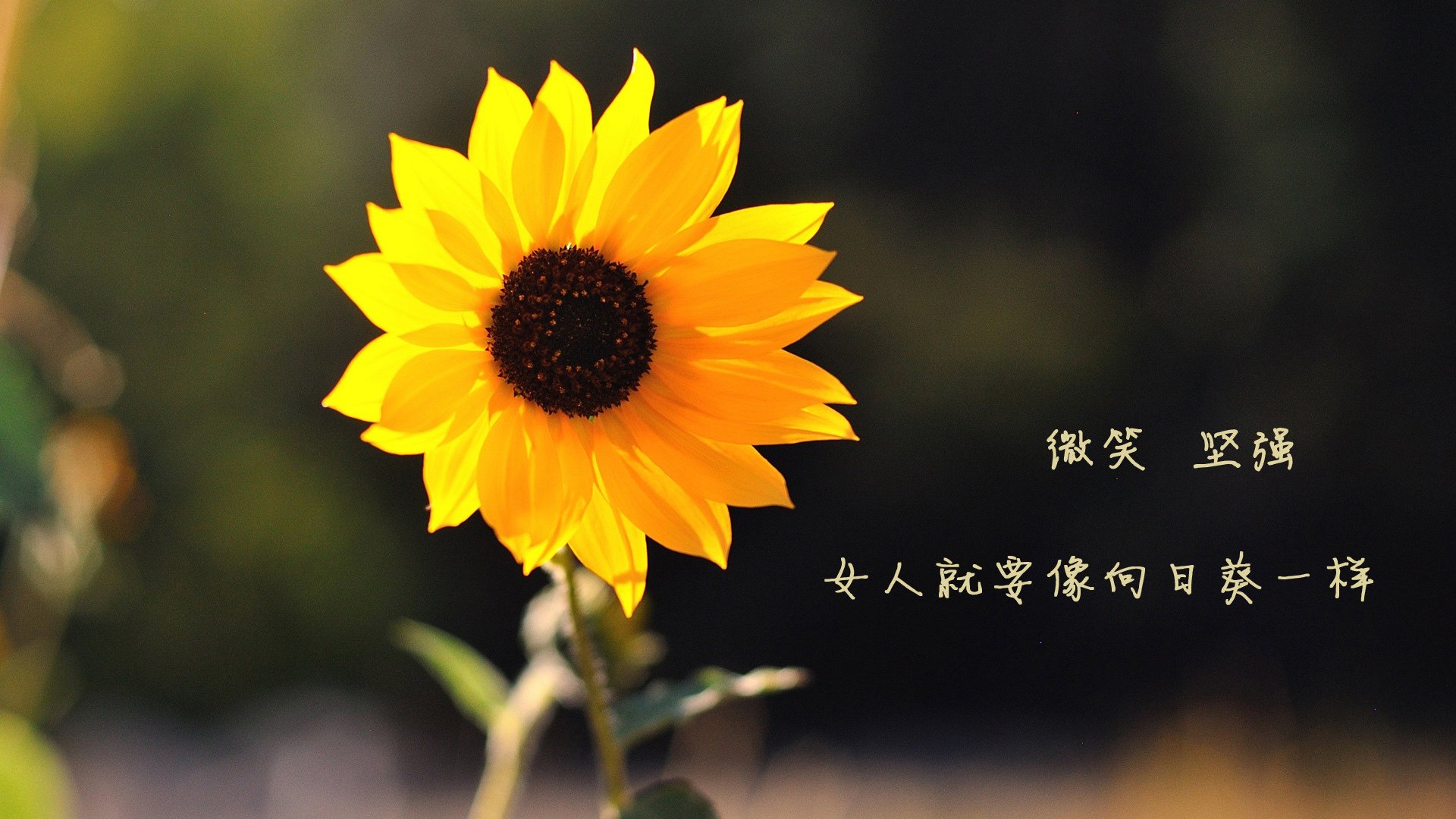 橙衣武士的叹息之墙,范戴克如何用一场非典型胜利,定义H组唯一的宿命对决